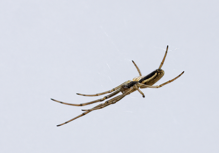 Tetragnata sp.?